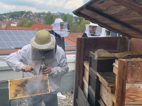 Schüler bei der Arbeit mit den Bienen